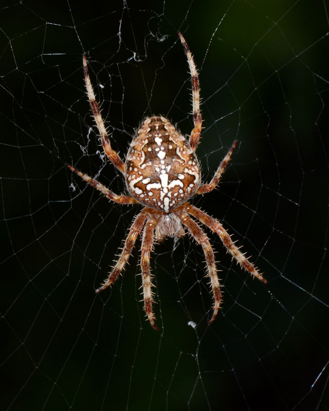 Araneus diadematus